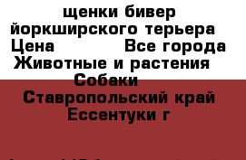 щенки бивер йоркширского терьера › Цена ­ 8 000 - Все города Животные и растения » Собаки   . Ставропольский край,Ессентуки г.